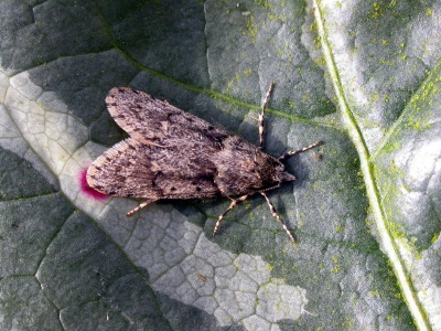 Diurnea fagella - Kenneth Noble